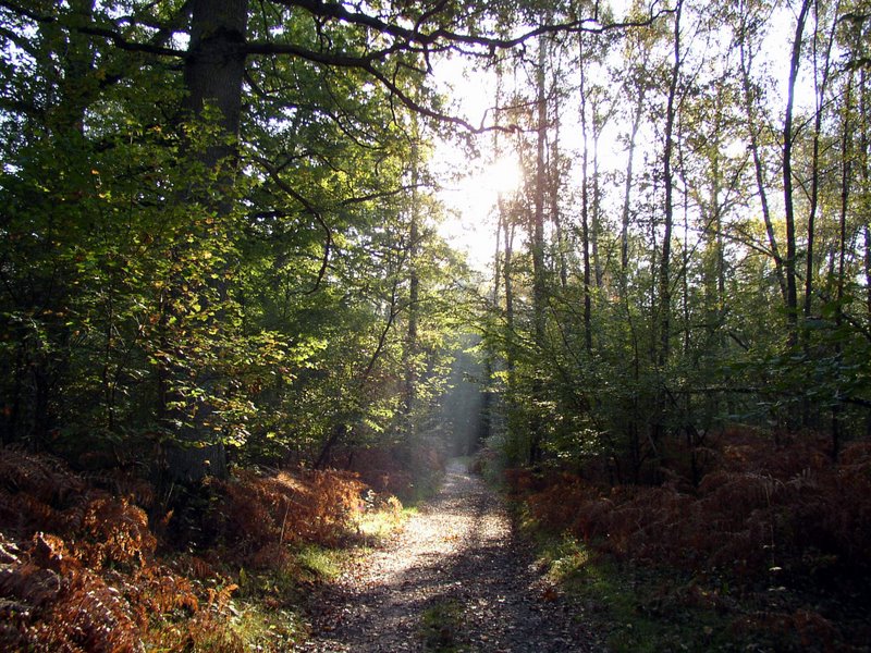 Arbres remarquables 06